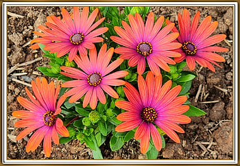 DAISIES, FLOWER, NATURE HD wallpaper