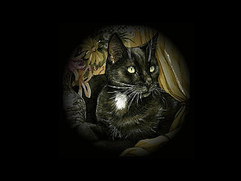 Black cat, animal, kitten, black, cat, feline HD wallpaper