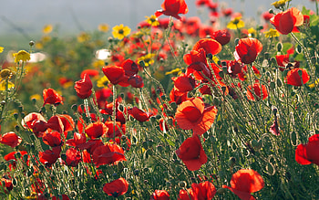 Flowers, Poppies, Summer, Greens, Sunny HD wallpaper