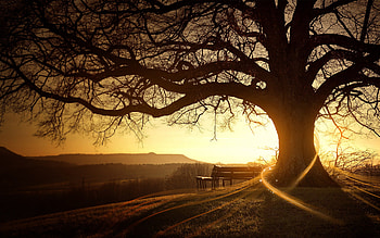 Tree Branches , tree, sunset HD wallpaper