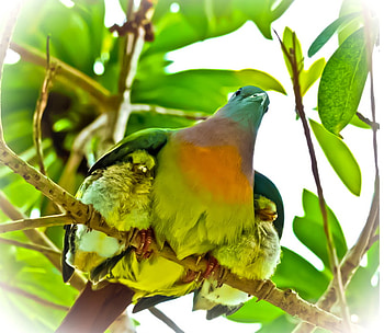 Wings of Protection, wings, pigeons, birds, protection, tree HD wallpaper