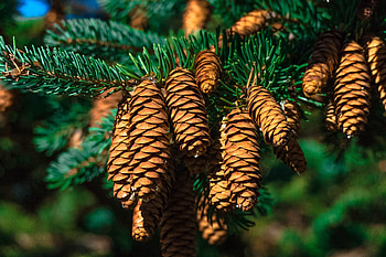 Nature, Cones, Branch, Fir, Spruce HD wallpaper