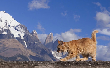 Animals, Cats HD wallpaper