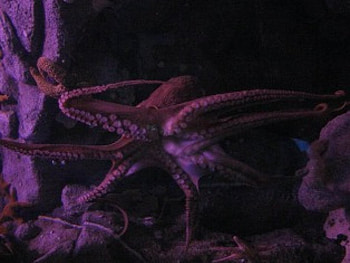 Squid in the ocean, squid, octopus, rocks, ocean depth HD wallpaper