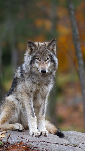 Wolf, Wild HD phone wallpaper