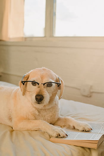 Cute dog wearing eyeglasses, lounging and reading a book indoors with warm lighting. HD phone wallpaper