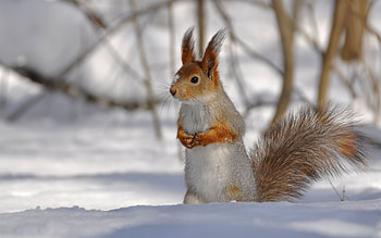 Animals, Squirrel HD wallpaper