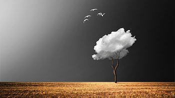 Clouds Birds Field Manipulation, birds, field, clouds, manipulation, artist, artwork, digital-art HD wallpaper