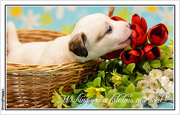 FABULOUS WEEK, COMMENT, WEEK, FABULOUS, CARD HD wallpaper