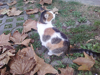 cat is playing, cats, autumn, cute, play HD wallpaper
