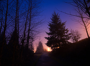 Nature, Trees, Sky, Night, Forest, Fog, Path HD wallpaper