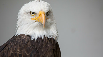 Bald eagle, Eagles HD wallpaper