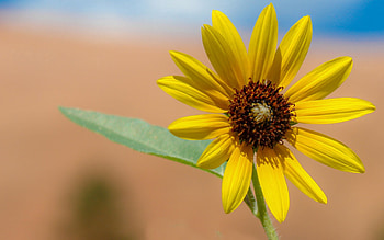 Nature, Flower, Petals HD wallpaper