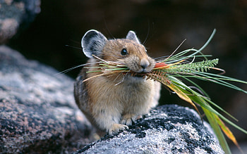 Animals, Food, Grass, Rock, Stone, Chinchilla, Hold, Hunting, Hunt, Keep HD wallpaper