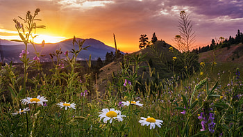 Kootenay National Park, British Columbia, wildflowers, chamomille, hills, landscape, clouds, colors, sky, canada HD wallpaper