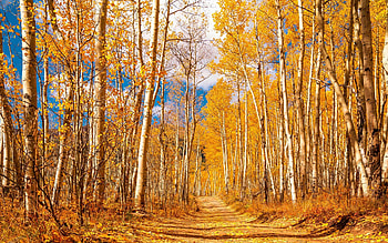 Colorful Colorado fall near Twin Lakes, Colorado, leaves, aspens, color, autumn, trees, usa HD wallpaper