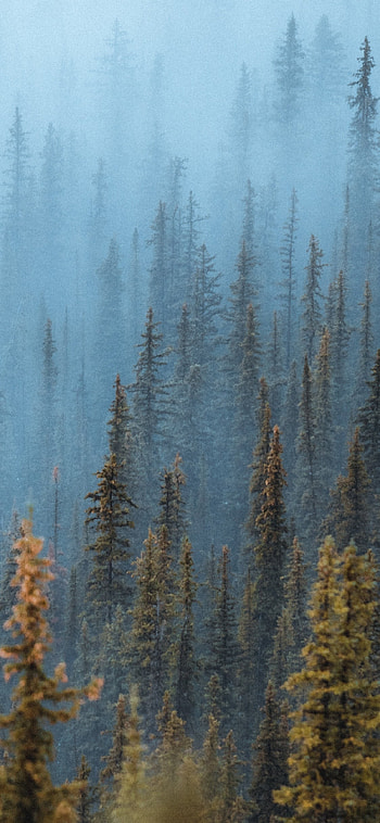 Pine trees and fog, Forest scenery, , Nature's wonder HD phone wallpaper