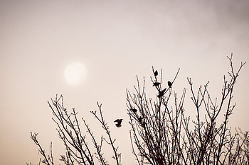 Birds, Minimalism, Branches HD wallpaper