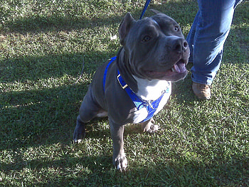 Kratos in his Harness, dogs, pits, pitbull, kraots HD wallpaper