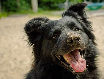 Animals, Sand, Dog, Muzzle, Protruding Tongue, Tongue Stuck Out, Playful HD wallpaper