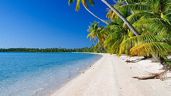 Beach Sand Ocean Water Palm Trees Under Blue Sky During Daytime Nature HD wallpaper