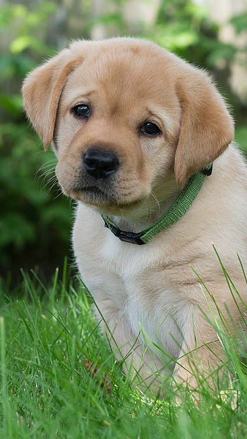 Cute Labrador puppies, Newborn joy, Charming baby dogs, Heartwarming cuteness HD phone wallpaper