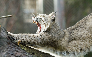 Animals, Iris, Wood, Tree, To Fall, Mouth, Yawns HD wallpaper