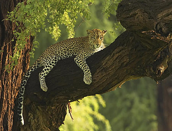 LEOPARD IN KEYNA, big cats, leopard, wildlife, predator, carnivor, keyna HD wallpaper