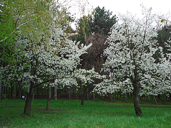 Cherry Tree, Sakura in chisinau, Bloom c ilinca, Nature HD wallpaper
