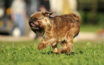 Brussels Griffon, Dog lover, Canine companion, Animal graphy HD wallpaper