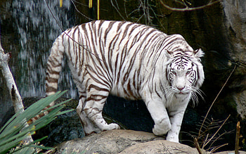 WHITE TIGER, white, large, tiger, zoo HD wallpaper