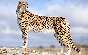 The Asiatic, Cheetah HD wallpaper