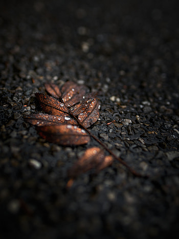 Drops, Macro, Wet, Brown, Leaflet HD phone wallpaper