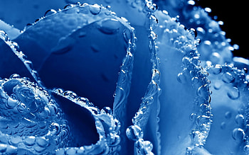 MACRO OF MY HEART, blue, rain, blue rose, gorgeous, drops, beautiful, close up, rose, pretty, , flowers, water, lovely, macro HD wallpaper