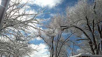 Snowy Trees, winter, trees, Nature, snow HD wallpaper