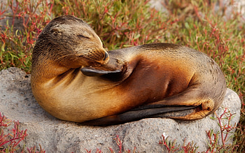 Sleeping, Sea Lions HD wallpaper