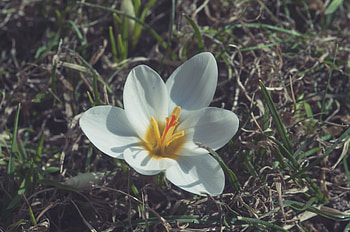 Flowers, Flower, Petals HD wallpaper