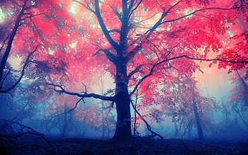 Red Leaves Tree, leaf, red, trees, nature HD wallpaper