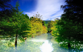 Flooding, flood, trees, sky, nature, water HD wallpaper