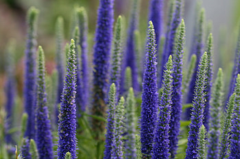 Flowers, Plant, Macro, Bloom, Flowering, Lupine HD wallpaper