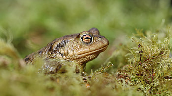 frog, animal, nature, graphy HD wallpaper
