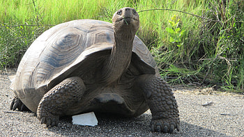 Aldabra Giant Tortoise, Stunning , Tortoise beauty, Nature HD wallpaper