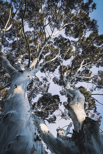 Nature, Trees, Top, Crown, Branches, Tops, Trunks, Crowns HD phone wallpaper