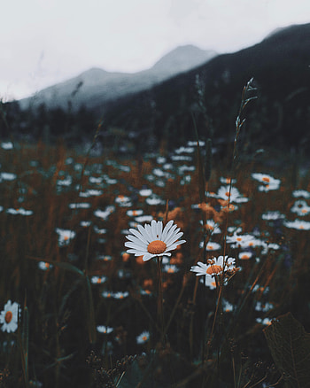 Nature, Flowers, Grass, Camomile, Wild HD phone wallpaper