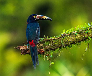Animals, Feather, Bird, Multicolored, Motley HD wallpaper