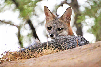 Animals, Fox, Predator, Sight, Opinion, Animal, Ears, American Fox HD wallpaper