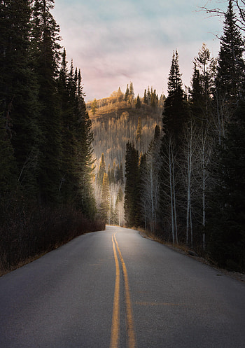Nature, Trees, Road, Forest, Asphalt, Hill HD phone wallpaper