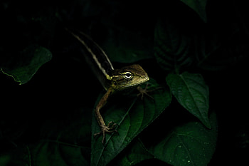 Animals, Leaves, Lizard, Reptile HD wallpaper