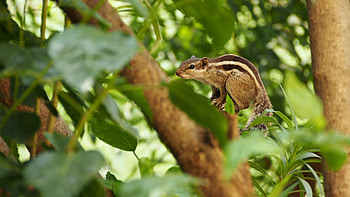 Animals, Squirrel, Wood, Tree, Branches, Striped HD wallpaper