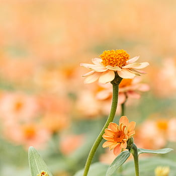 Beautiful orange flowers blooming in a sunlit field, showcasing vibrant colors and delicate petals. HD phone wallpaper